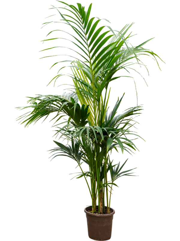 Lush Sentry Palm Kentia (Howea) forsteriana Indoor House Plants