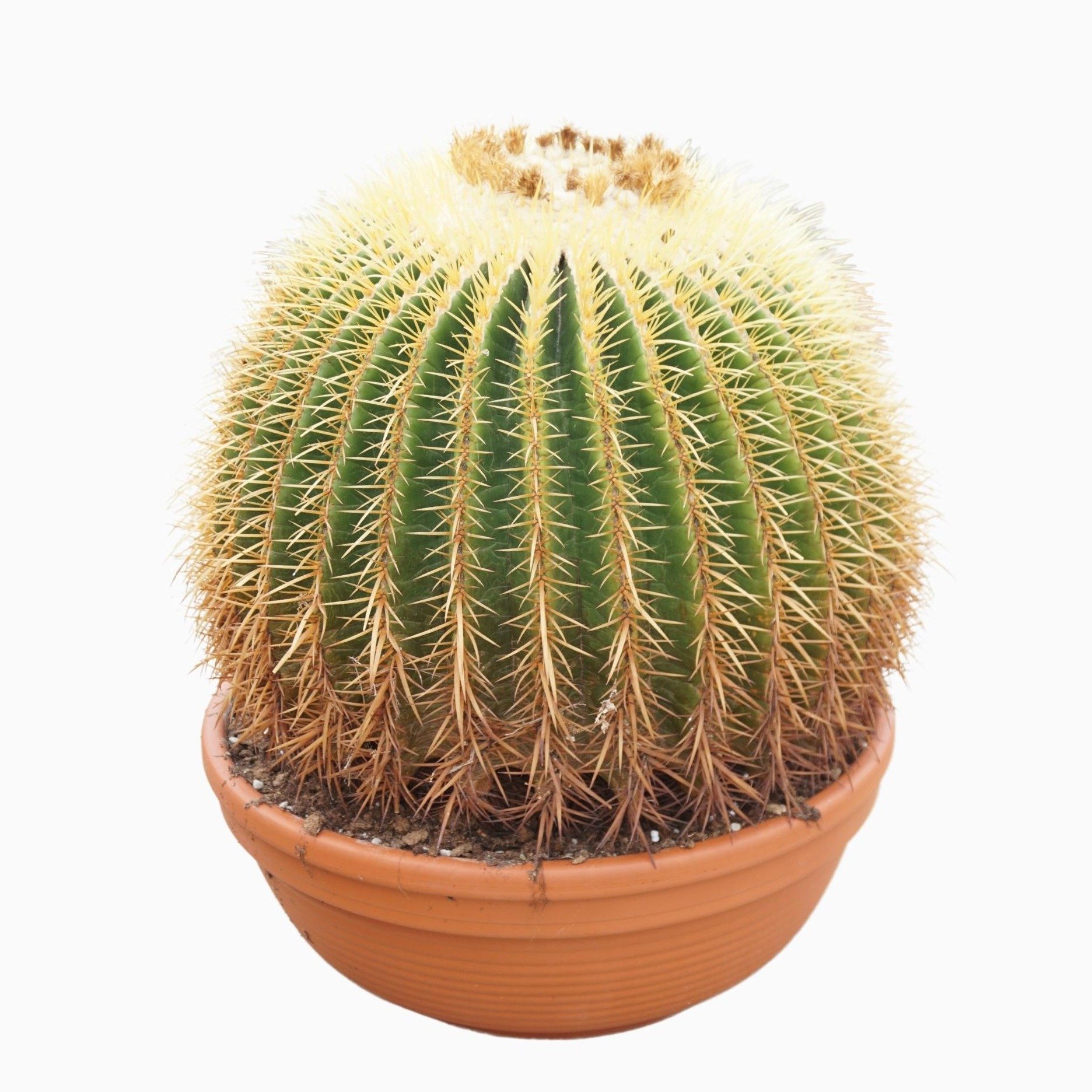 Photogenic Barrel Cactus Echinocactus grusonii Indoor House Plants