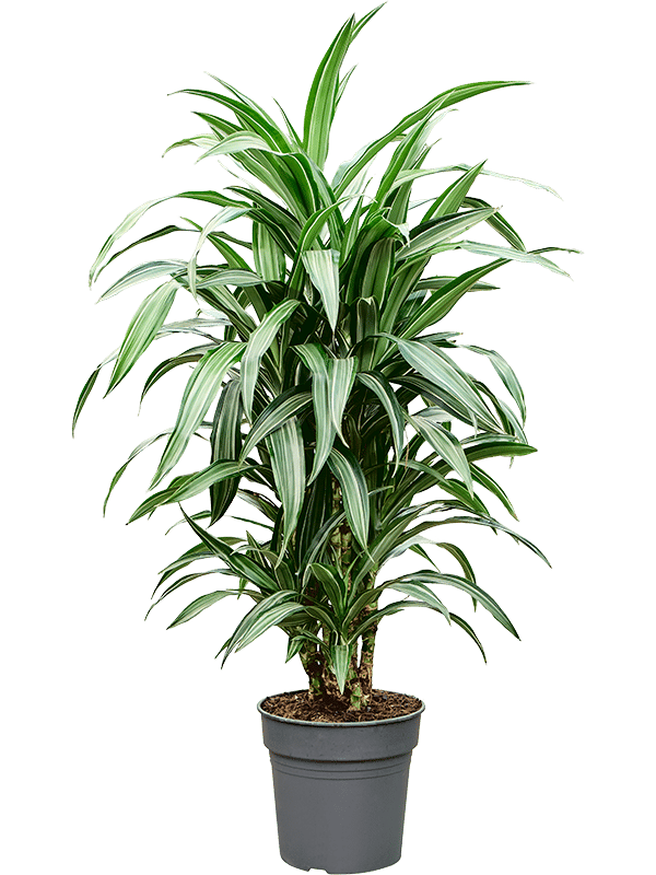 Easy-Care Corn Plant Dracaena fragrans 'Ulises' Tall Indoor House Plants Trees