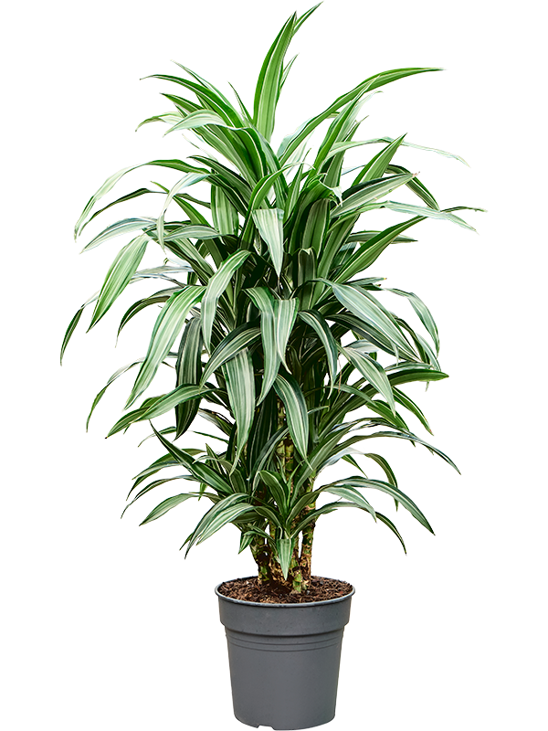 Easy-Care Corn Plant Dracaena fragrans 'Ulises' Tall Indoor House Plants Trees