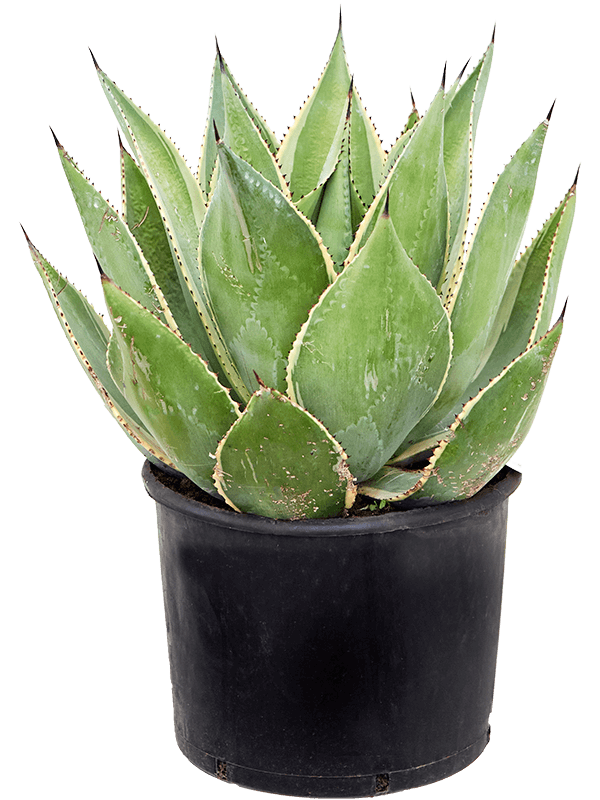 Easy-Care Agave cernita 'Variegata' Indoor House Plants