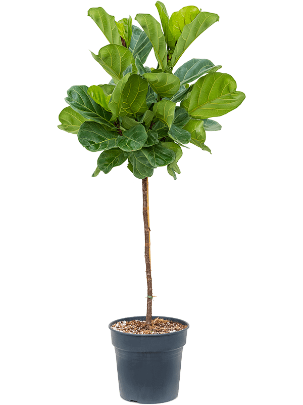 Lush Fiddle Leaf Fig Ficus lyrata Indoor House Plants