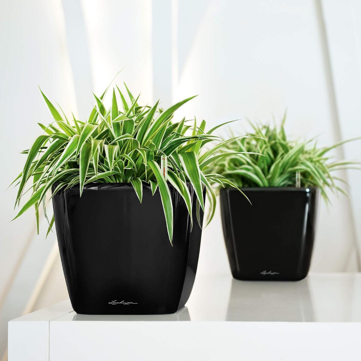 LECHUZA Quadro LS Square Poly Resin Self-watering Planter