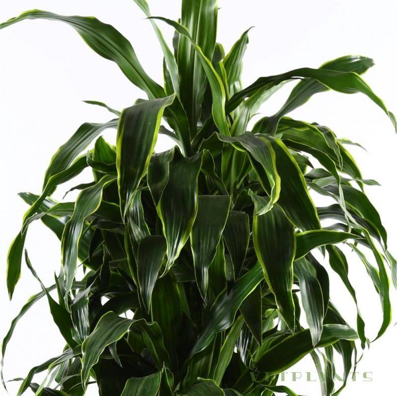 drachenbaum bestellen Drachenbaum 'Marginata' | kaufen main image 1