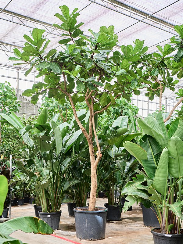 Lush Fiddle Leaf Fig Ficus lyrata Indoor House Plants