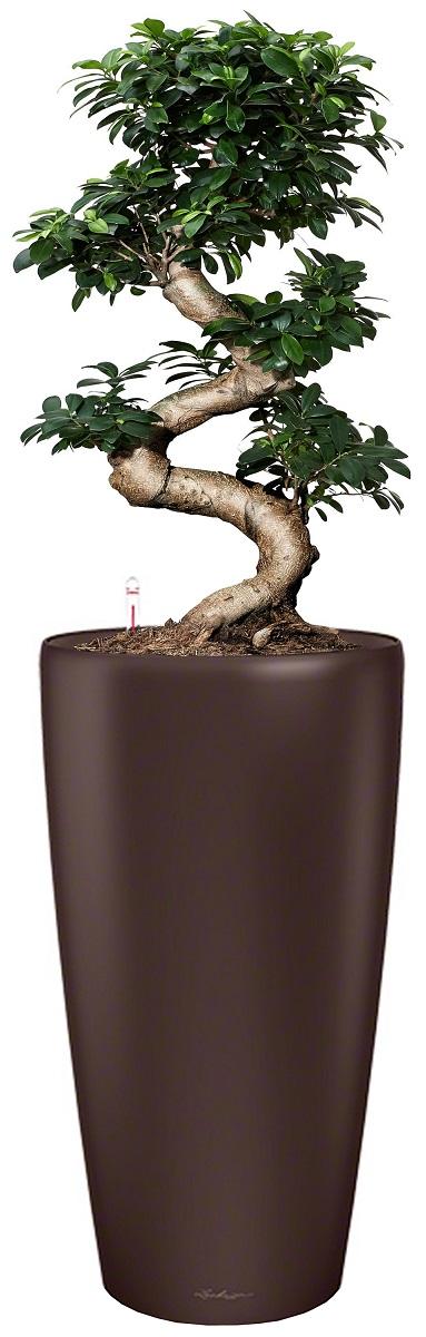 Ficus Microcarpa Giant in LECHUZA RONDO Self-watering Planter, Total Height 160 cm