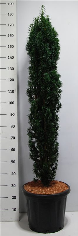 Photogenic English Yew Taxus baccata 'Fastigiata Robusta' Outdoor Plants
