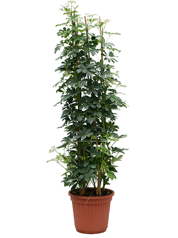 Colorful Umbrella Tree Schefflera arboricola Indoor House Plants