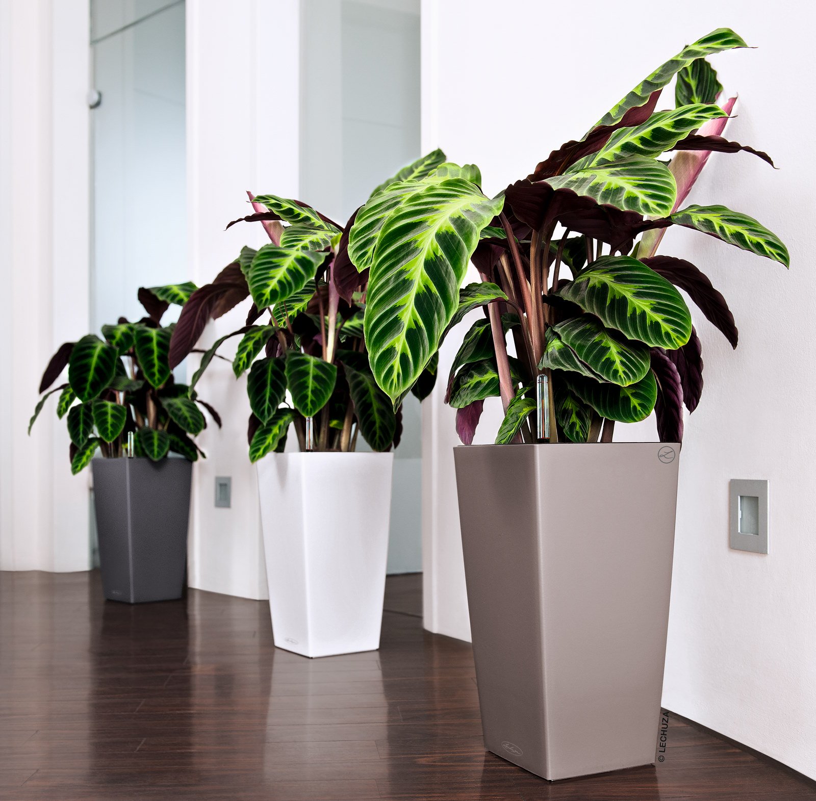 LECHUZA CUBICO Color Square Tall Poly Resin Self-watering Planter