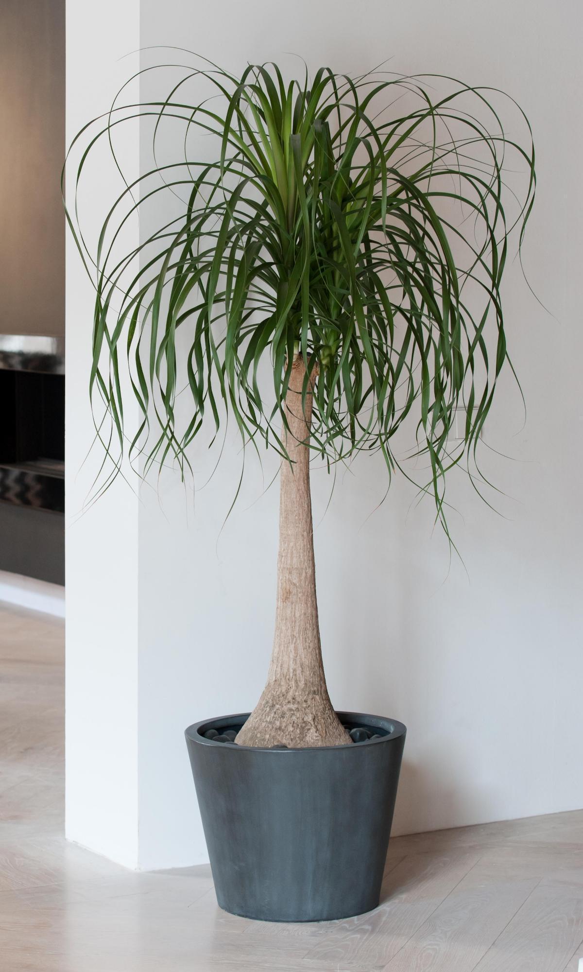 Fiberstone Round Large Grey D58 H50 cm Planter by Idealist Premium BUCKET,  132L - from 260.89 | Getpotted.com