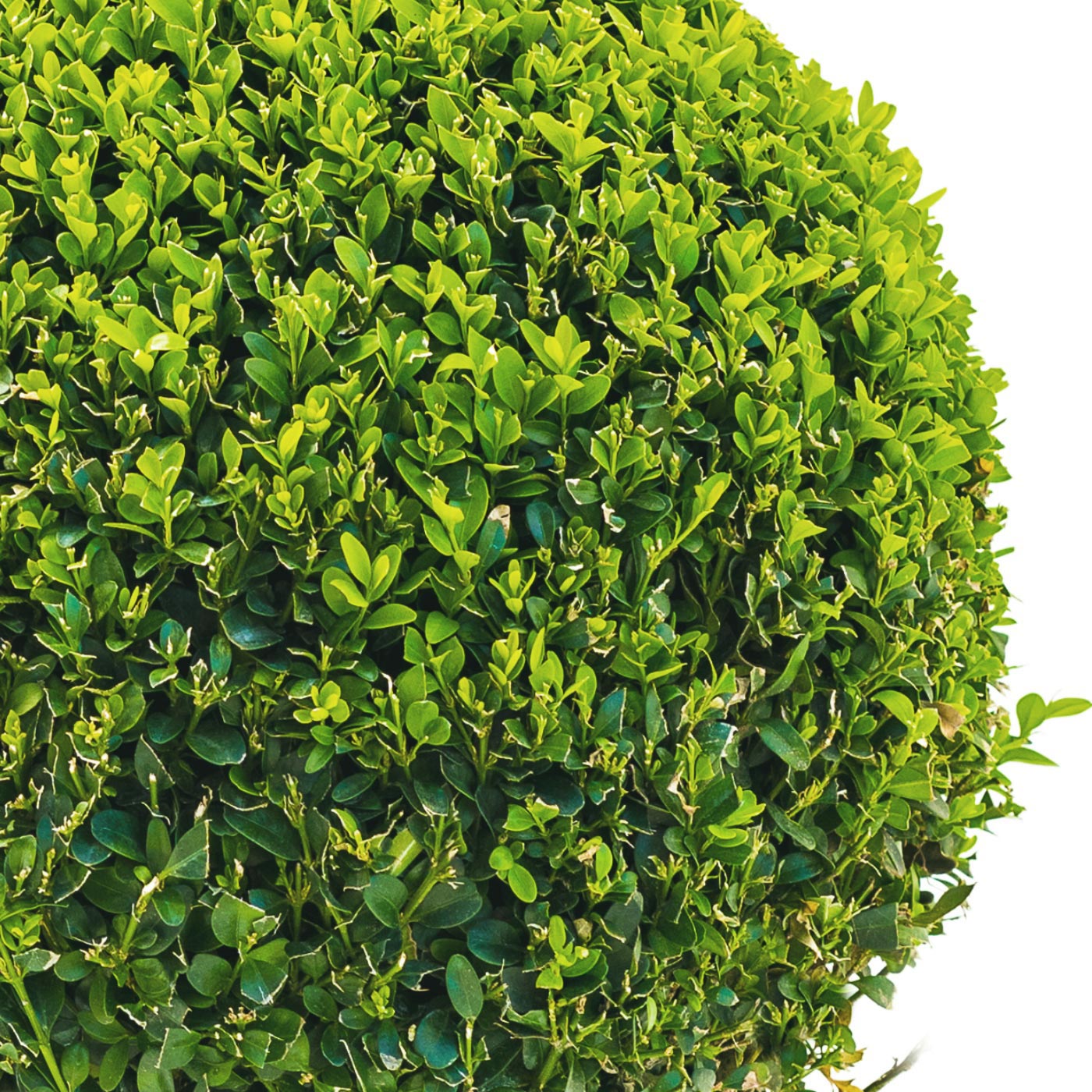 Photogenic Boxwood Buxus sempervirens