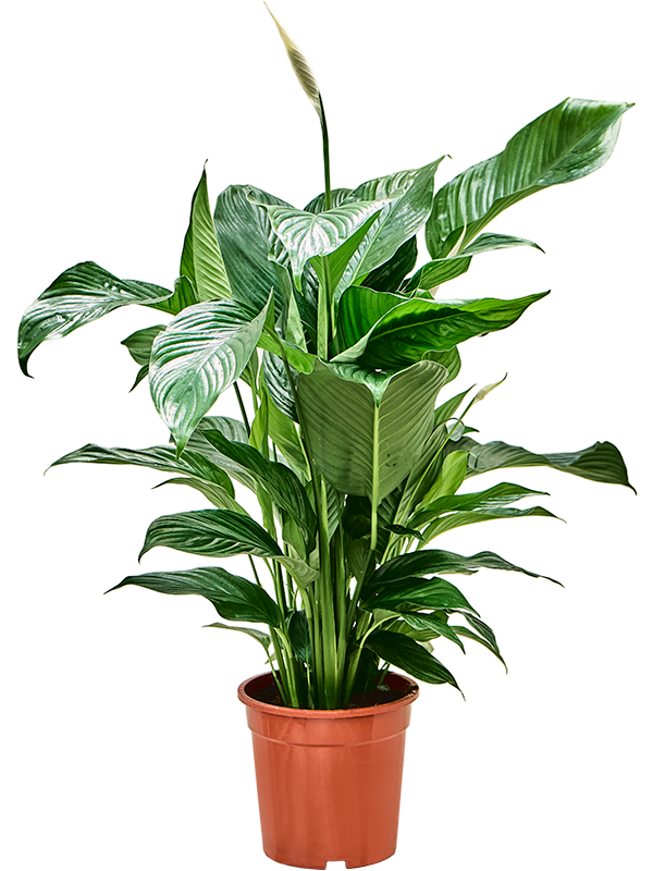 Showy Peace Lily Spathiphyllum 'Sweet Lauretta' Indoor House Plants