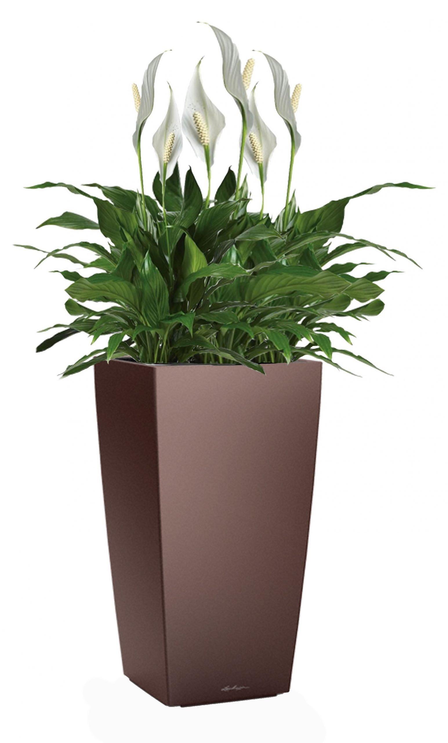 Blooming Spathiphyllum Sweet Chico in LECHUZA CUBICO Self-watering Planter, Total Height 80 cm