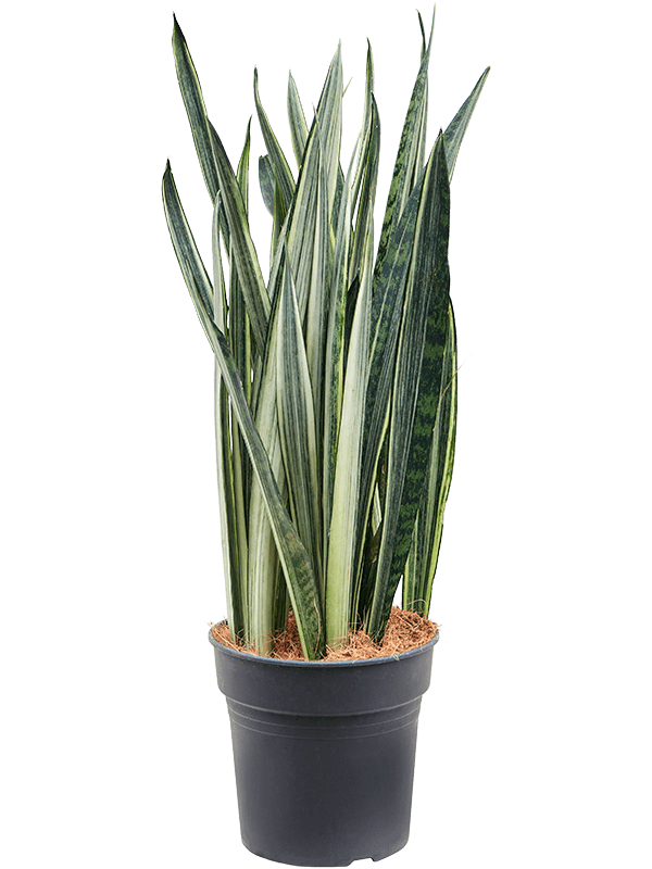 Easy-Care Snake Plant Sansevieria trifasciata 'Bantel' Indoor House Plants