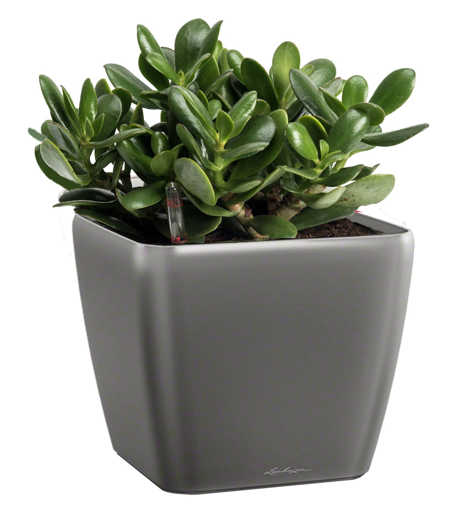 Crassula Money Tree in LECHUZA QUADRO LS Self-watering Planter, Total Height 30 cm