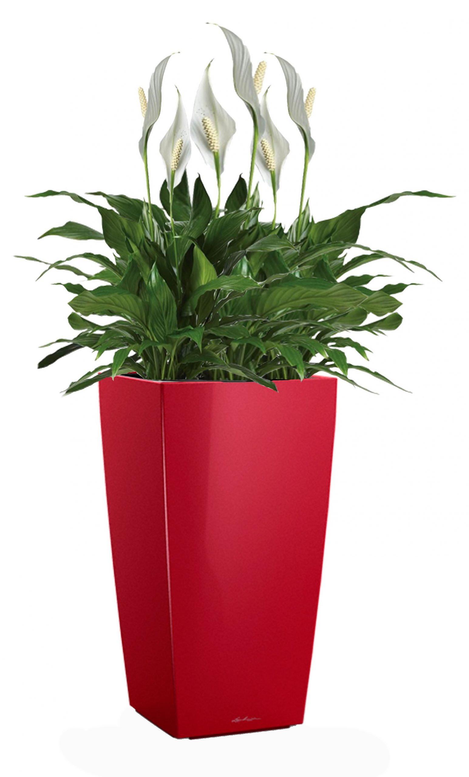 Blooming Spathiphyllum Sweet Chico in LECHUZA CUBICO Self-watering Planter, Total Height 80 cm