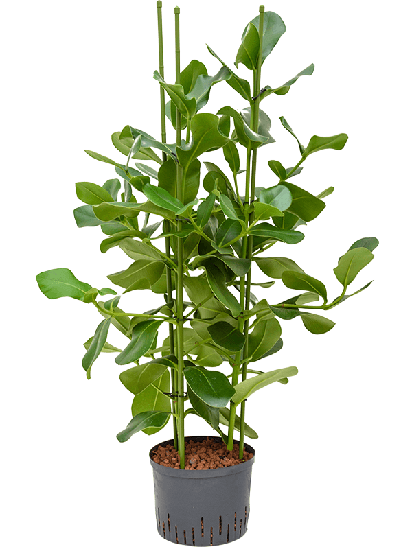 Lush Autograph Tree Clusia rosea Indoor House Plants