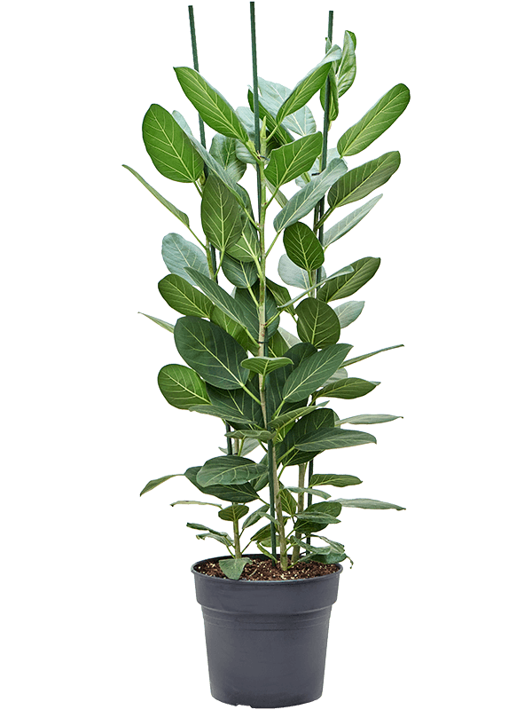Lush Banyan Fig Ficus benghalensis 'Audrey' Indoor House Plants