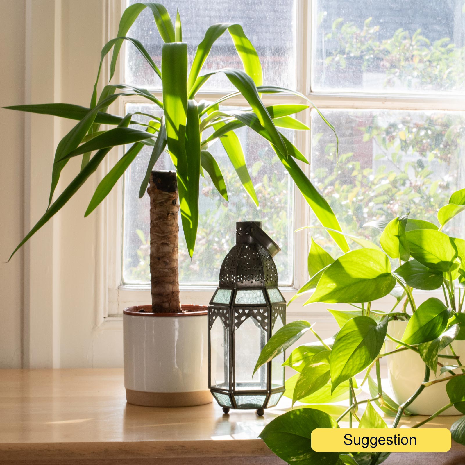 Insta-friendly Spineless Yucca elephantipes Tall Indoor House Plants Trees