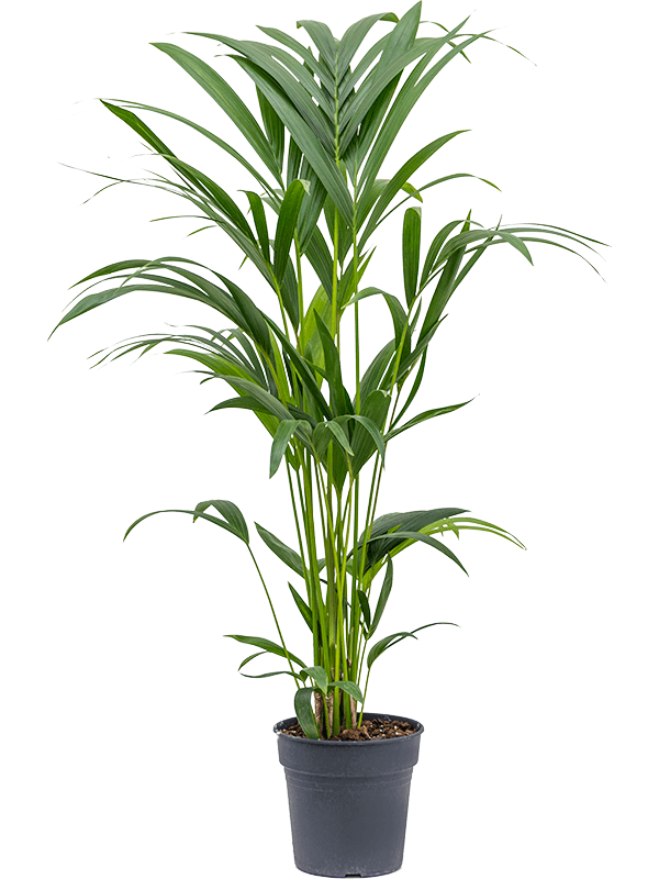 Lush Sentry Palm Kentia (Howea) forsteriana Indoor House Plants