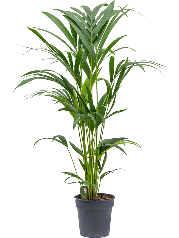 Lush Sentry Palm Kentia (Howea) forsteriana Indoor House Plants