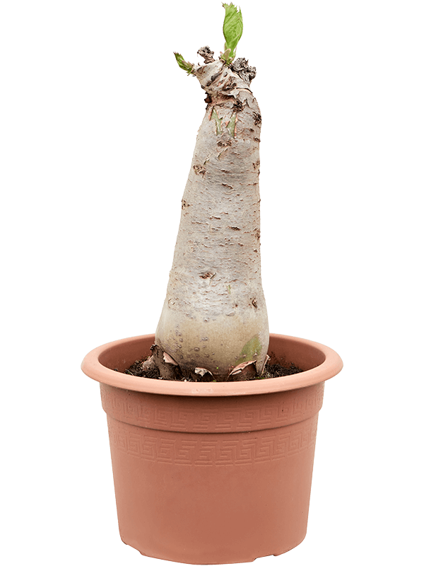 Easy-Care Wild Grape Cyphostemma juttae Indoor House Plants