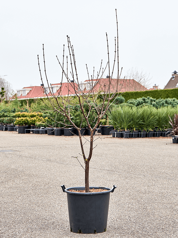 Lush Paperbark Maple Acer griseum (190-240) Outdoor Plants