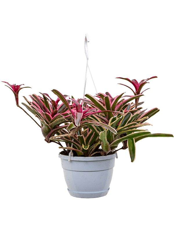 Colorful Blushing Bromeliad Neoregelia 'Donger' Indoor House Plants