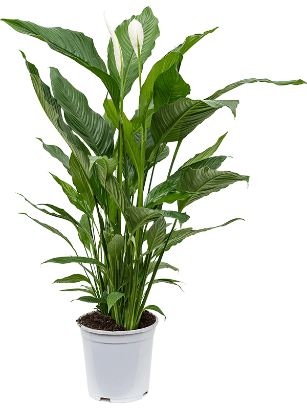 Photogenic Peace Lily Spathiphyllum 'Sweet Sebastiano' Indoor House Plants