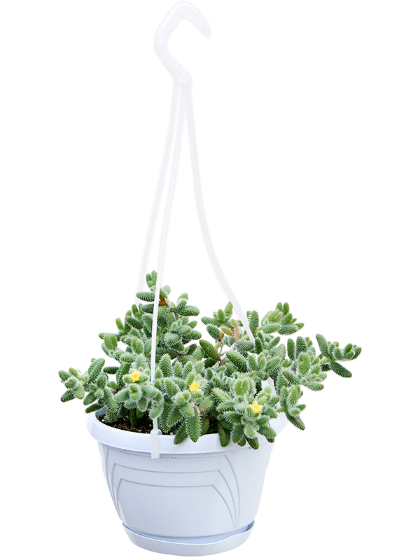 Lush Rosea Ice Plant Delosperma hispidum Indoor House Plants