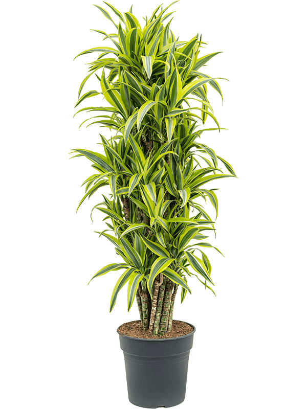 Colorful Corn Plant Dracaena fragrans 'Lemon Lime' Tall Indoor House Plants Trees