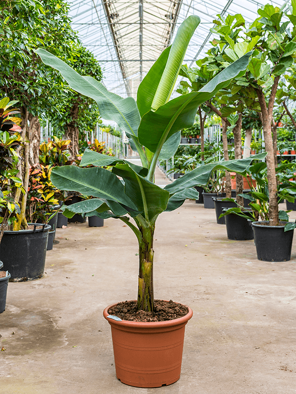 Tropical Banana Plant Musa tropicana Tall Indoor House Plants Trees