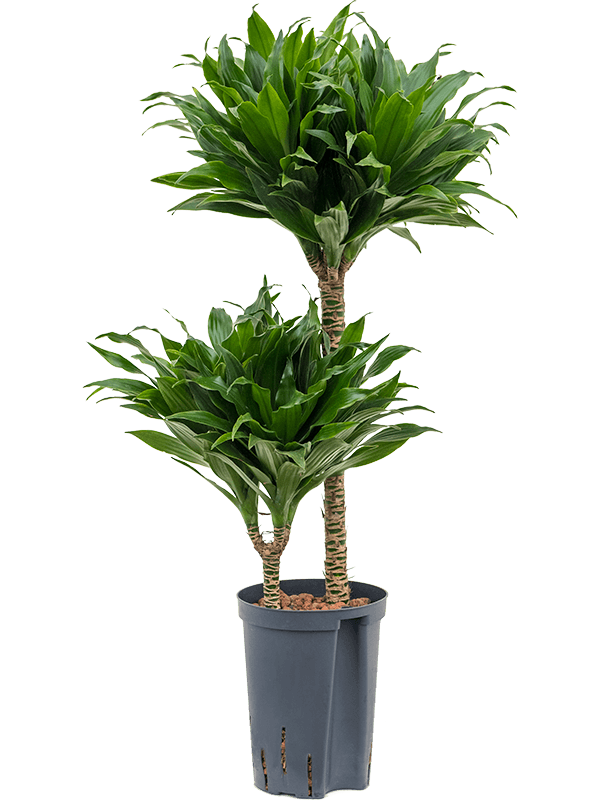 Easy-Care Corn Plant Dracaena fragrans 'Compacta' Indoor House Plants