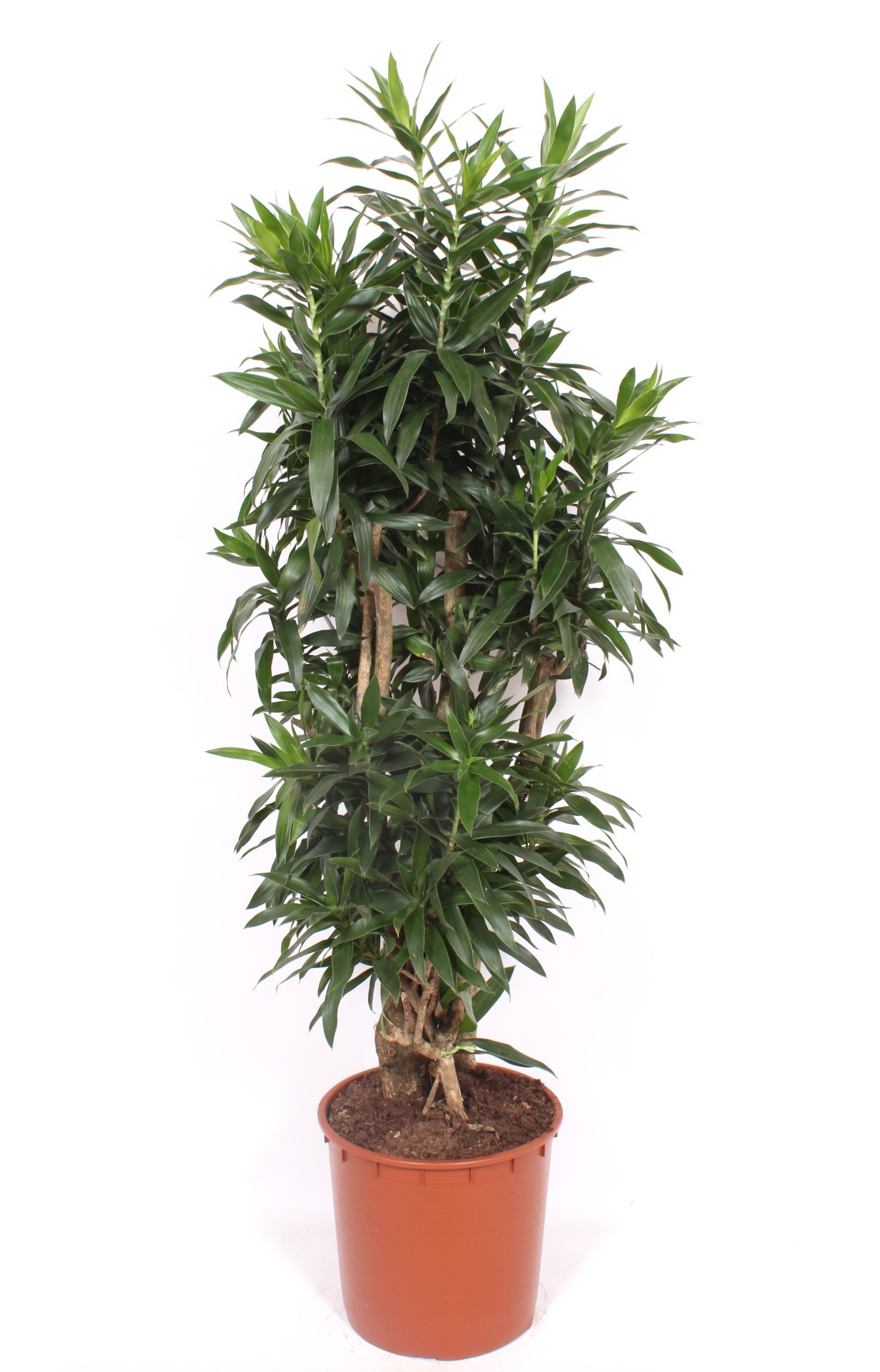 Easy-Care Dragon Tree Pleomele (Dracaena) reflexa Tall Indoor House Plants Trees
