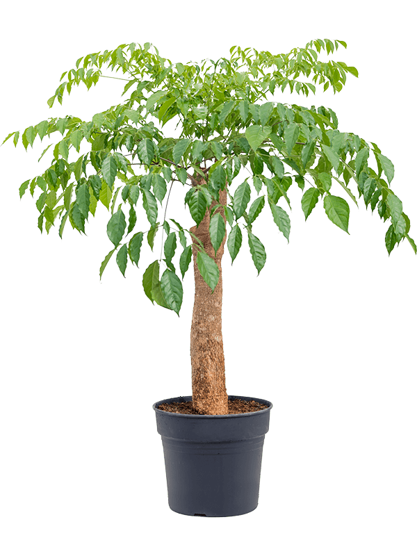 Impressive Quince Tree Heteropanax chinensis Tall Indoor House Plants Trees
