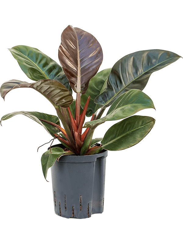 Lush Heart-Leaf Philodendron 'Imperial Red' Indoor House Plants