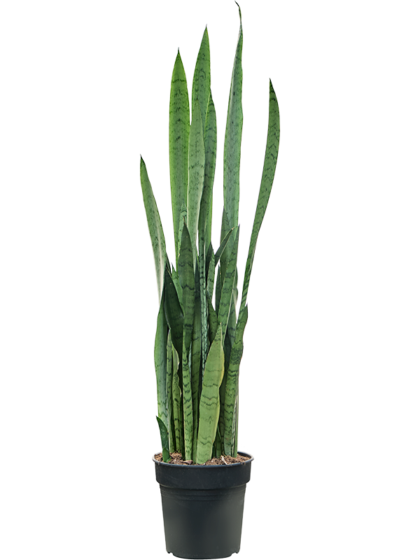 Sansevieria trifasciata 'Silver Mist'
