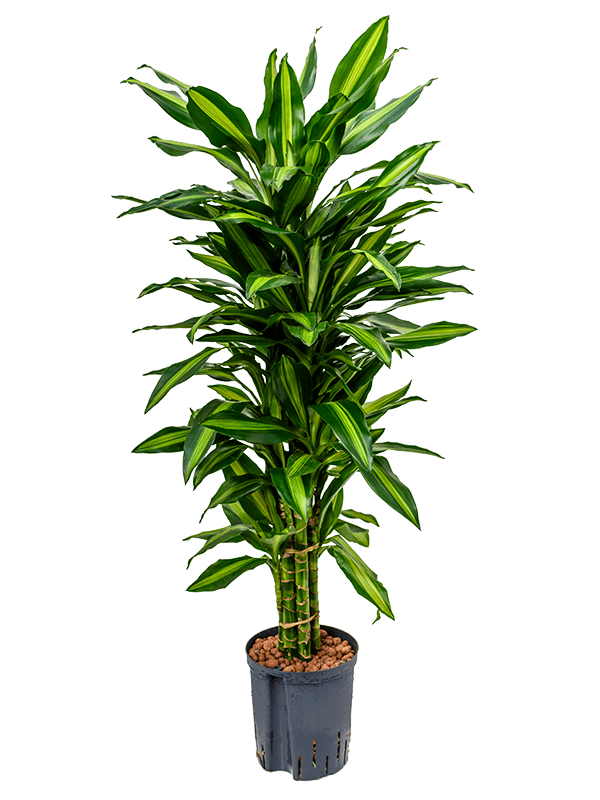 Colorful Corn Plant Dracaena fragrans 'Cintho' Indoor House Plants