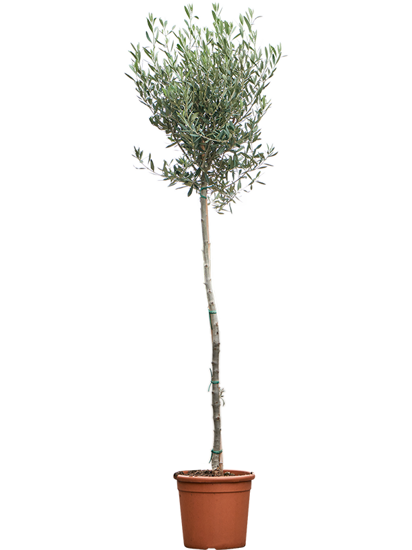 Showy Olive Olea europaea