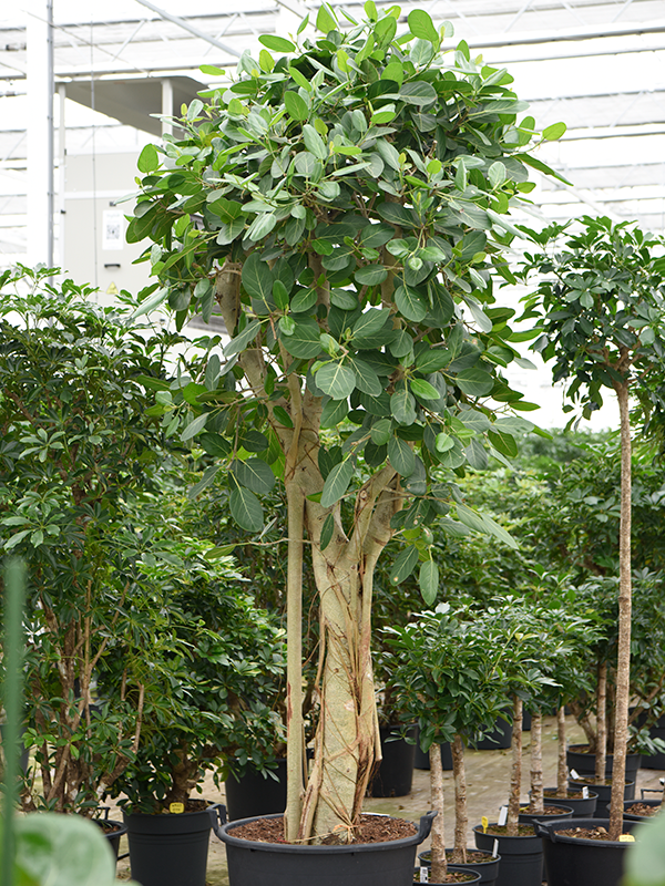 Lush Banyan Fig Ficus benghalensis (400-450) Tall Indoor House Plants Trees