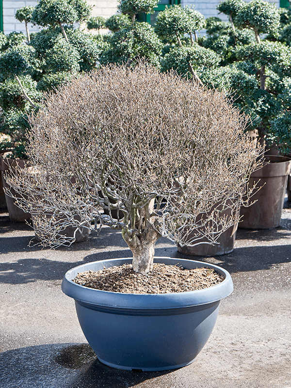 Lush Redvein Enkianthus campanulatus Outdoor Plants