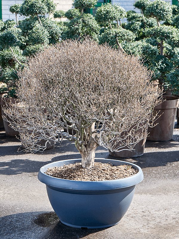 Lush Redvein Enkianthus campanulatus Outdoor Plants W80 H(100-120) cm,  Potsize D70 cm