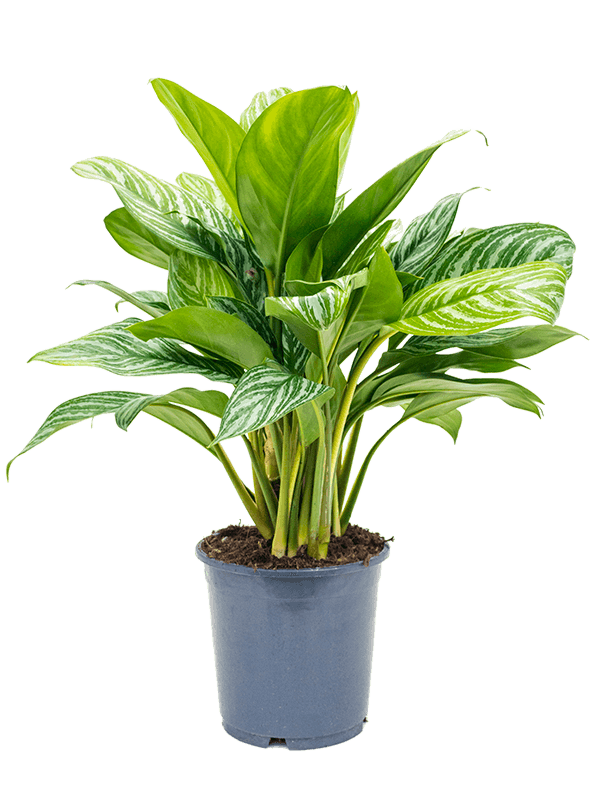 Shade-loving Chinese Evergreen Aglaonema 'Stripes' Indoor House Plants