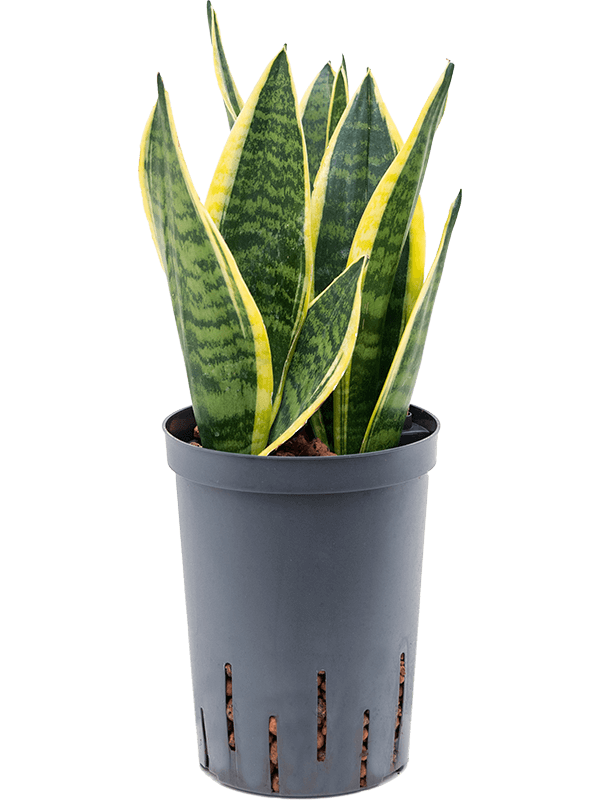 Easy-Care Snake Plant Sansevieria trifasciata 'Futura Superba' Indoor House Plants