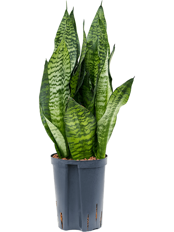 Cheerful Snake Plant Sansevieria zeylanica 'Compacta' Indoor House Plants