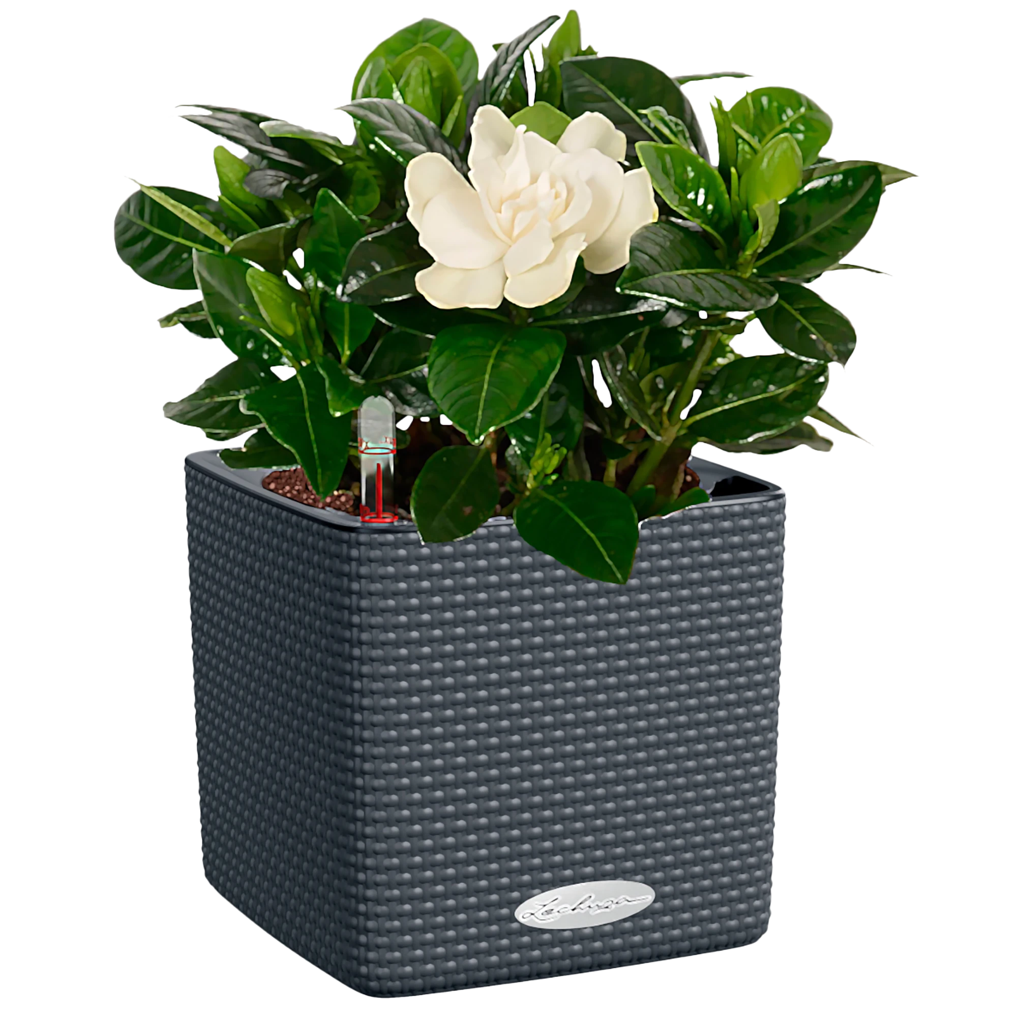 LECHUZA CUBE Color Square Poly Resin Indoor Self-watering Planter
