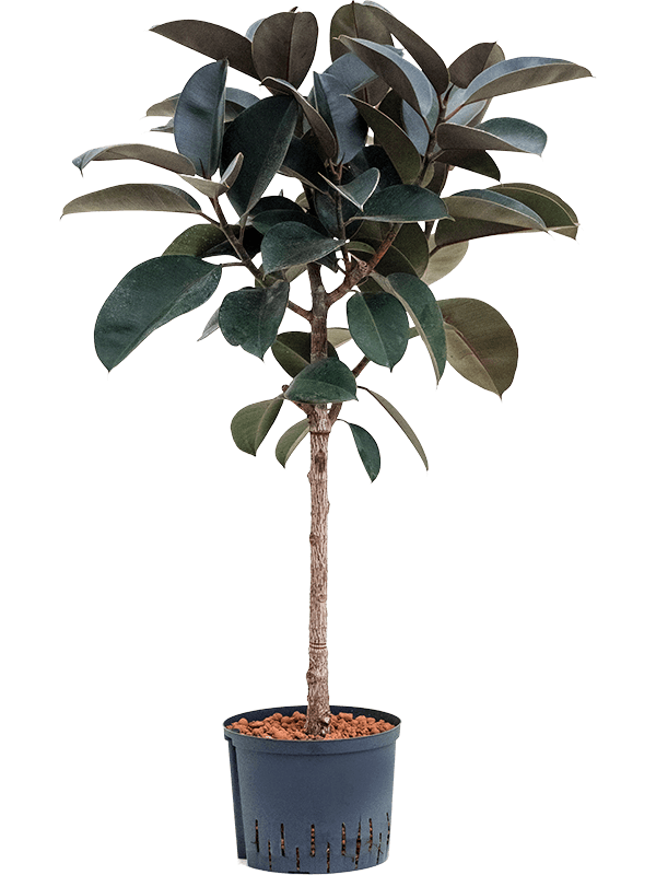 Lush Rubber Plant Ficus elastica 'Abidjan' Indoor House Plants