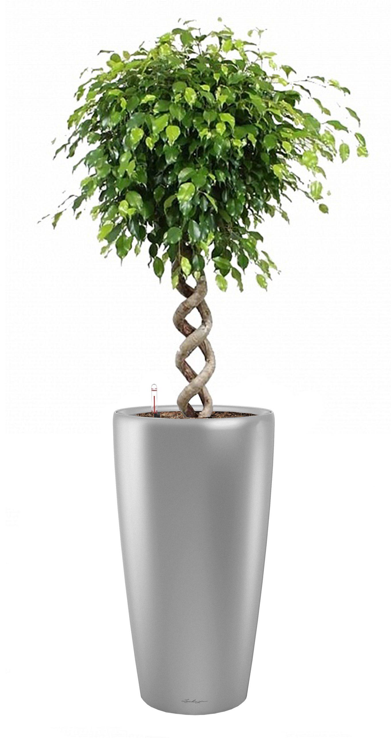 Ficus Benjamina Exotica with Double Spiral Stem in LECHUZA RONDO Self-watering Planter, Total Height