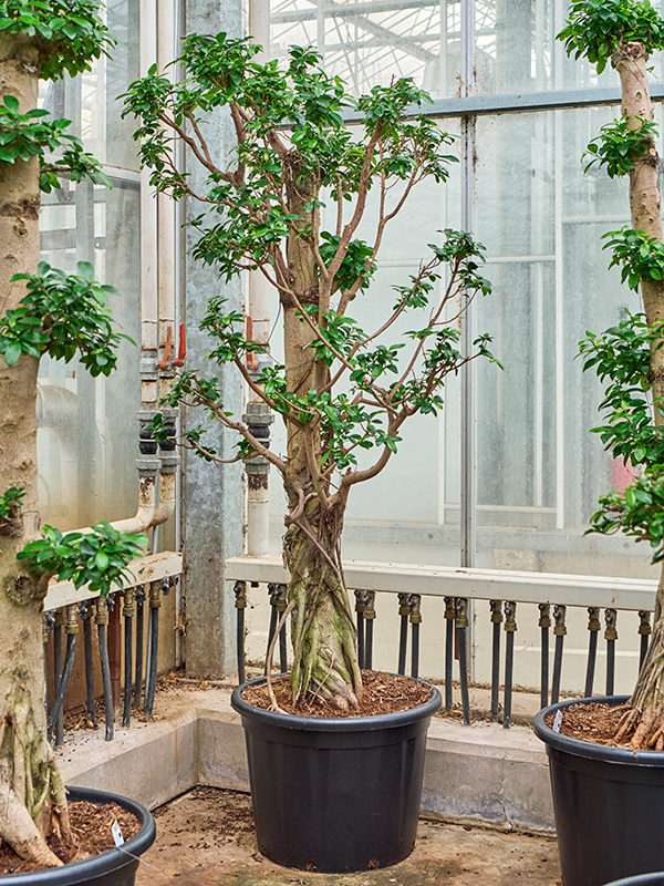 Lush Curtain Fig Ficus microcarpa 'Compacta' Tall Indoor House Plants Trees