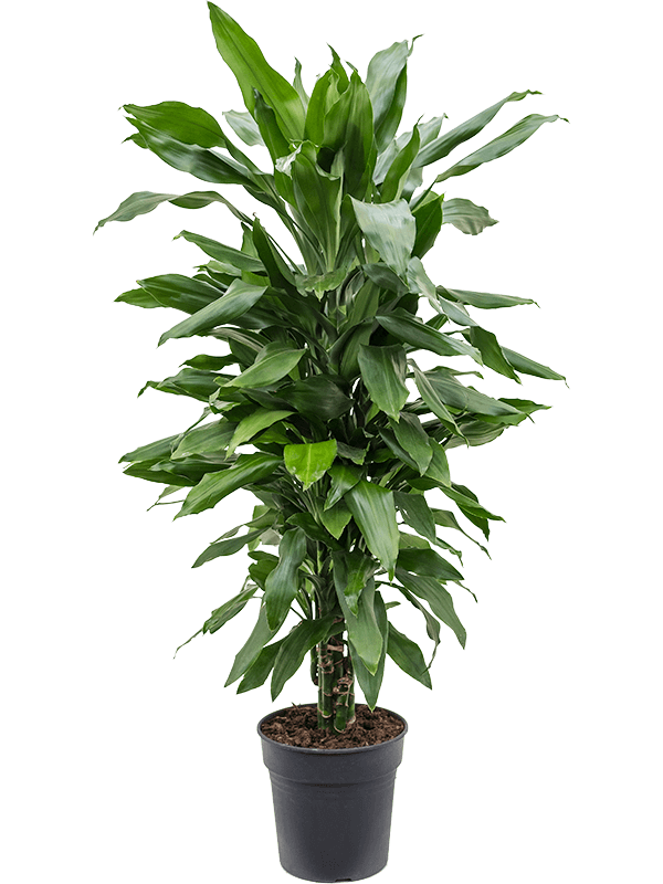 Easy-Care Corn Plant Dracaena fragrans 'Janet Lind' Tall Indoor House Plants Trees